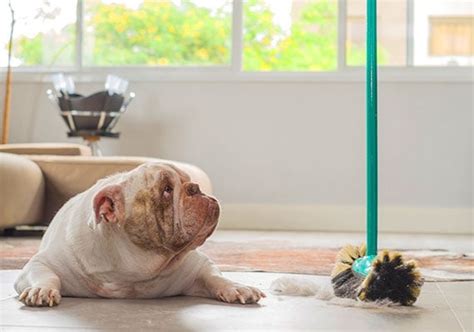 Best Way To Clean Up Dog Hair On Hardwood Floors Floor Roma
