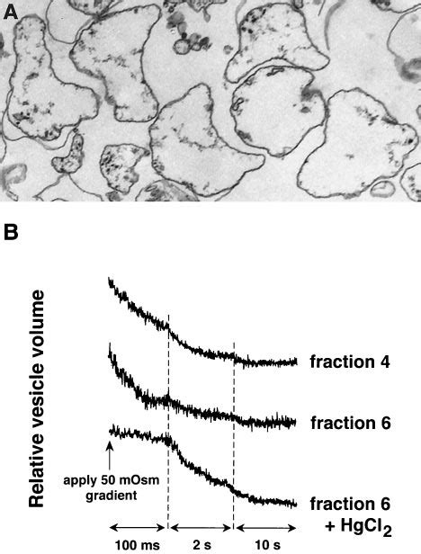 Osmotic Water Permeability In Membrane Vesicles Isolated From Type I