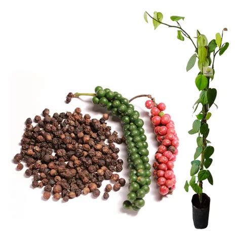 Muda Pimenta Do Reino - Muda Pimenta Do Reino Feita Por Estaca Rápida Produção | Parcelamento ...