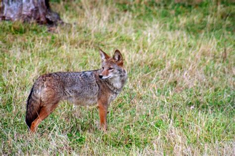 Coyote Texas Hill Country