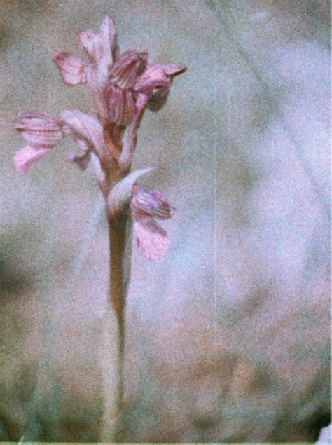 Orchis Papilionacea Pink Butterfly Orchid Flickr