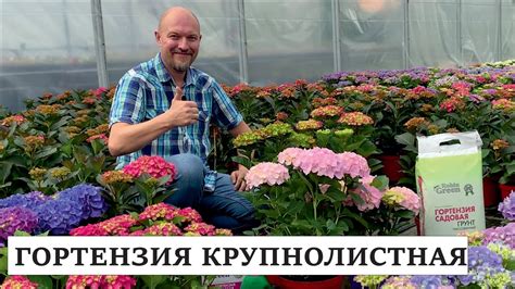 Очень красивые сорта гортензии крупнолистной от Тимирязевского ...