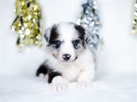 blue merle female border collie puppy delivery