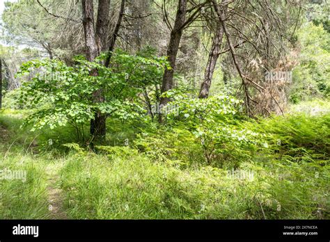 "The forest is a treasure trove of hidden wonders, where every rock and ...