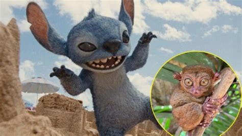 O Stitch Existe Na Vida Real - What kind of animal is Stitch in real life? This adorable filipino ...