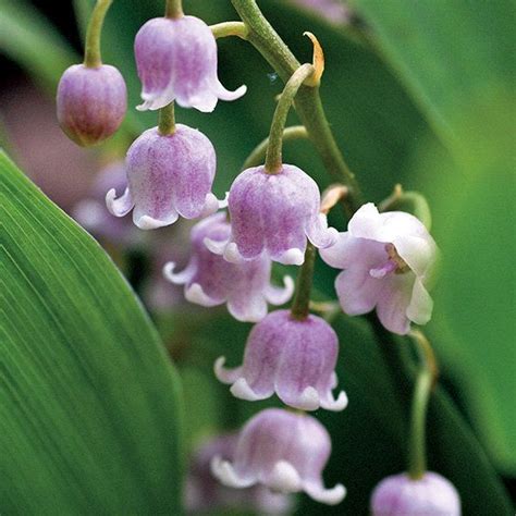 Convallaria Majalis Rosea Pink Lily Of The Valley Rootspips