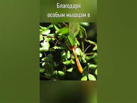 как хамелеон ловит добычу своим языком #животныймир #хамелеон #животные ...