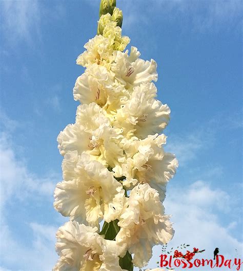 Гладиолус Москва Белокаменная — BlossomDay