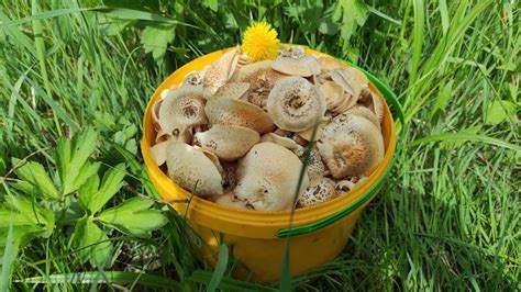 Пилолистник тигровый, какие грибы растут без дождя, грибы Крыма 2024 ...