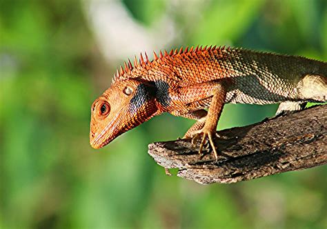 L Zard Reptile Balance Direction Photo Gratuite Sur Pixabay Pixabay