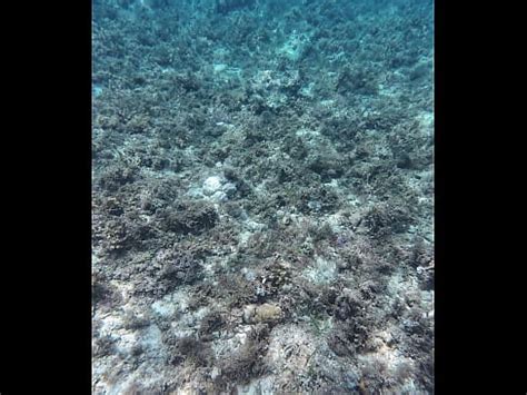 Beauty Speech And Showing Off Huge Dead Dick Style Dildo XNXX