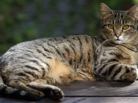 🐱Какие нормы веса кошек в разном возрасте | Нос, хвост, лапы | Дзен