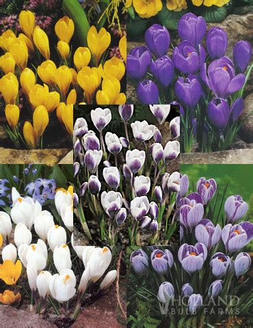 Crocus Bulbs | Crocus Bulbs Bulk | Crocus Bulbs Online