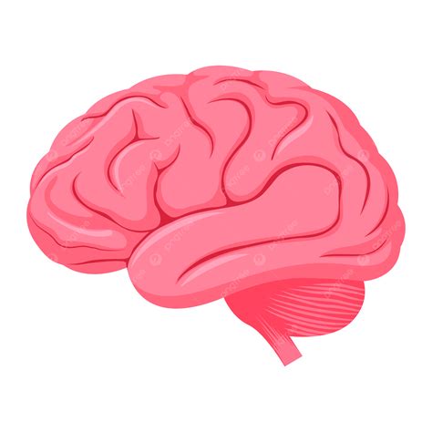 Neurosciences A La Da C Couverte Du Cerveau 15