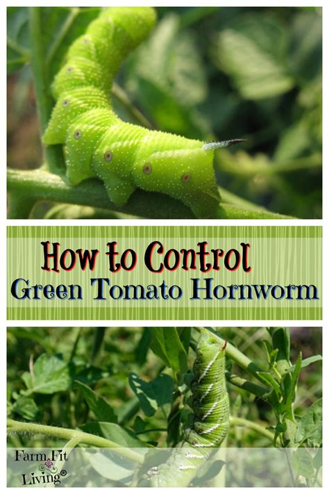 Hornworms Life Cycle