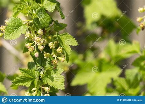 Currant Blossom In The Garden On A Sunny Day Stock Photo Image Of