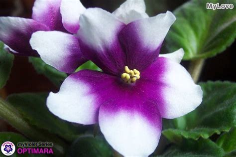 Optimara My Love | African violets, Flowers, Indoor plants
