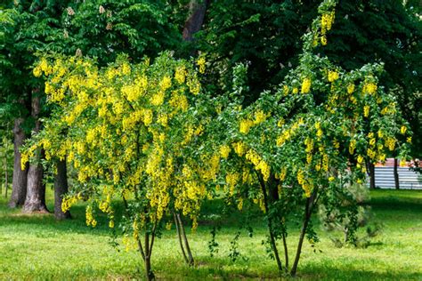 Акация желтая – фото и описание кустарника, посадка и уход