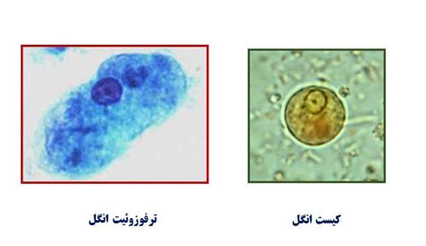 بخش انگل شناسی بخش انگل شناسی در اهواز آزمایشات قابل انجام در بخش انگل شناسی