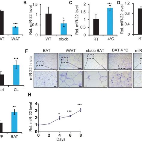 MiR 22 Is Highly Expressed In Brown Fat And Is Upregulated Upon Cold