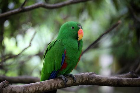 Definitive Guide To Moluccan Eclectus Facts Habitat Conservation