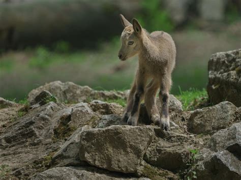 Premium Photo | Siberian ibex