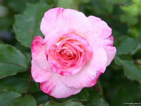 Abigaile ® kaufen – Beetrose – AGEL ROSEN