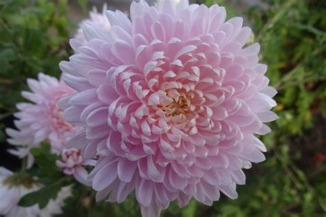 Хризантема серебряный дождь (77 фото)