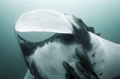 Diving into the World's Largest Manta Ray Aggregation in Puerto Lopez