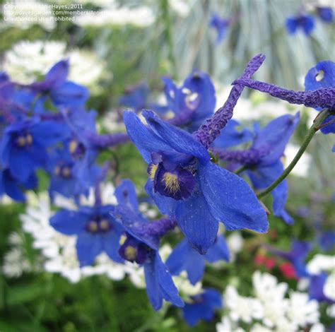 PlantFiles Pictures: Delphinium, Belladonna Delphinium, Larkspur ...