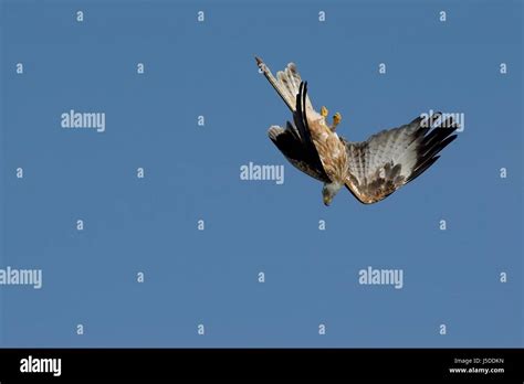 Blue Flight Brown Brownish Brunette Raptor Wing Beak Tele Feathering Downwards Stock Photo Alamy