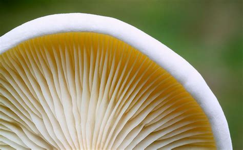 Mushroom Gills – Prairie Garden Trust