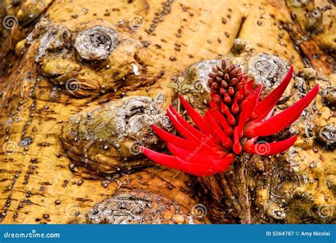 Naked Stems Stock Photos Free Royalty Free Stock Photos From Dreamstime