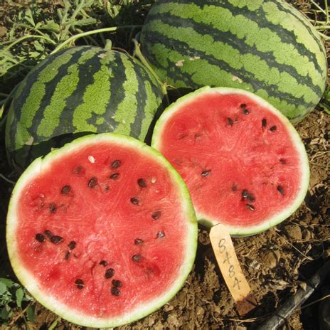 HOLODOK F1 - UnigenSeedsItaly EN