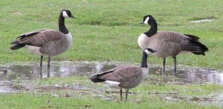 Taverner’s Cackling Goose vs. Lesser Canada Goose – Ethical Birder