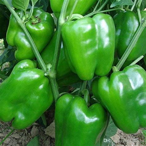 Green Capsicum Shimla Mirch F1 Vegetable Seeds