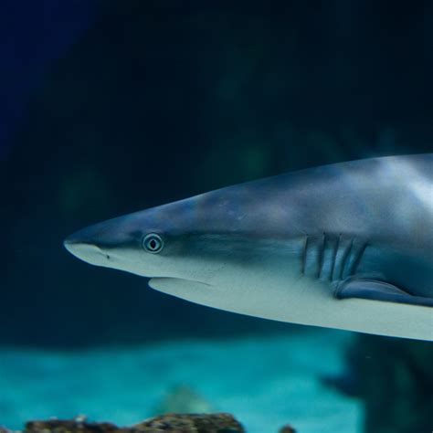 Grey Reef Shark The Living Planet Aquarium