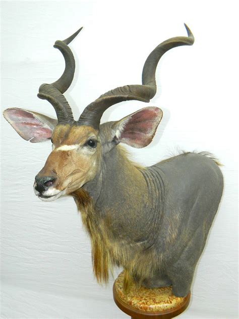 African Taxidermy Mountsafrican Taxidermist In Pennsylvaniaafrican