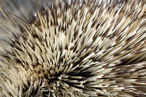 Porcupine Quills Stock Photos, Pictures & Royalty-Free Images - iStock