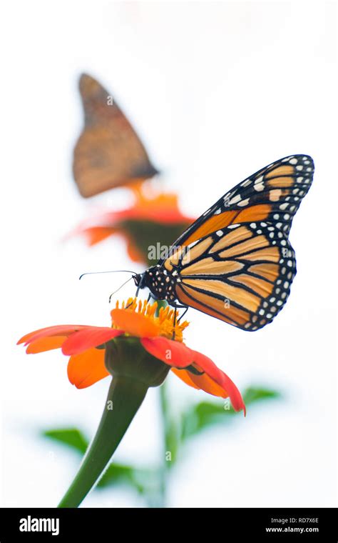 Mexican Butterflies Hi Res Stock Photography And Images Alamy