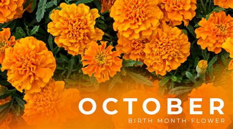 october birth flower marigold