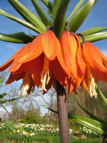 Рябчик королевский цветок, Личный опыт - комнатные растения и цветы