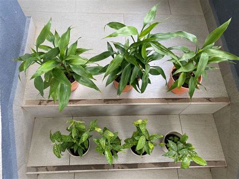 Chinese Lucky Bamboo And Japanese Bamboo Furniture And Home Living