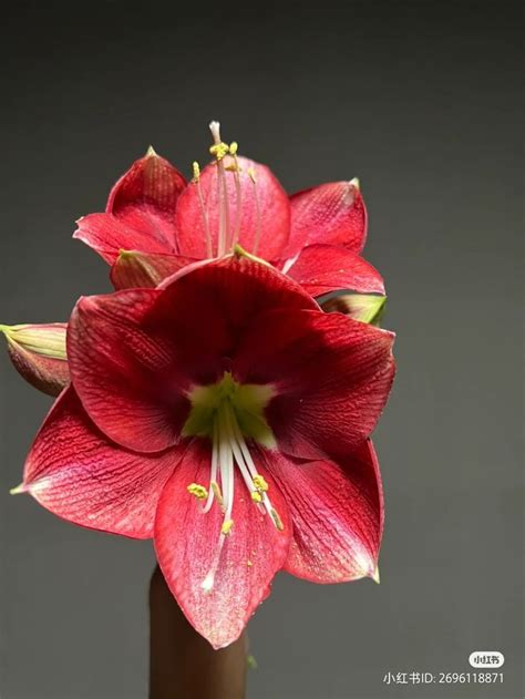 Красный амариллис. | Prepping, Peter