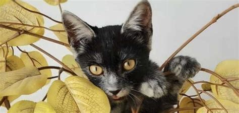 A new species of cat was found in the Carpathians - photos