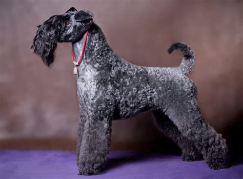 Meet the World's Only Irish Dog Breeds | The Dog People by Rover.com