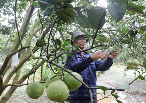 Vang Danh Bưởi Tân Triều