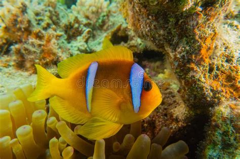 Clownfish In The Red Sea Colorful And Beautiful Stock Image Image Of