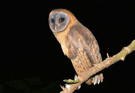 Ashy Faced Owl Сова