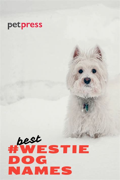 westie dog names west highland white terrier  ideas petpress